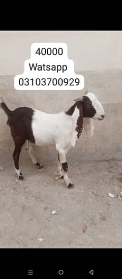Bakra | goat | goat for sale | Bakra for sale