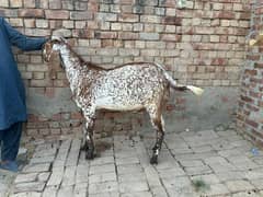 bakra for sale