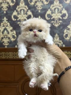 Piki peki peki kittens pair