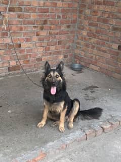 Belgium shepherd female for sale