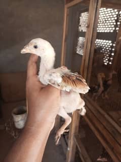 Aseel chicks