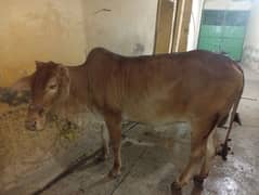 For Sale
