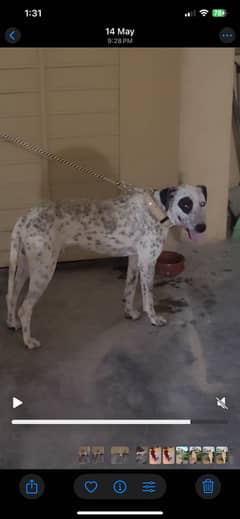 Dog for sale