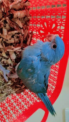 parrot