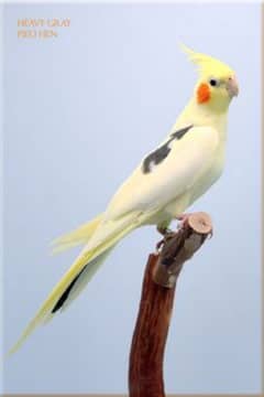 cockatiel tame (V-pied)