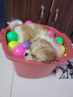 Shitzu puppy