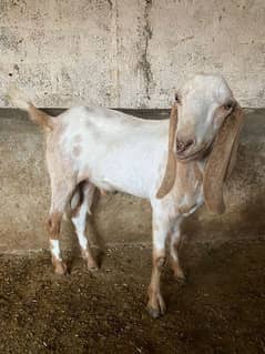 Eid