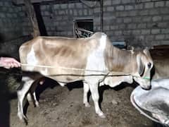 bachre for sale 2 or 4 dant mix