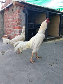 Heera