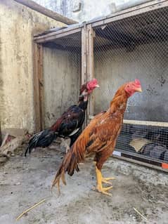 set for sale patha + chuza