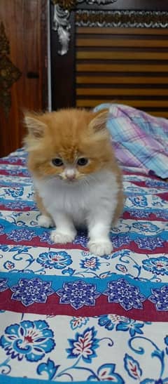 Persian kittens