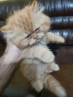 cat punched face