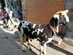 chatra/bakra