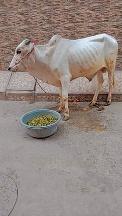 Donda bachra pure desi