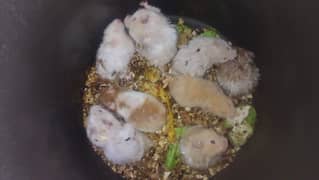 Hamster for sale.