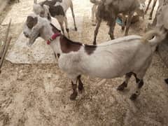 do dant ka bakra