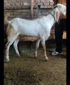 barka for qurbani