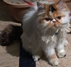 female kitty 7 month old extreme punch calico