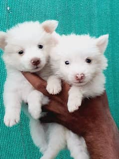 Russian zero size pink nose pups