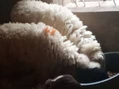 sheep