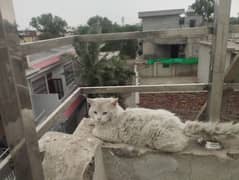 Pure Persian cat for sale
