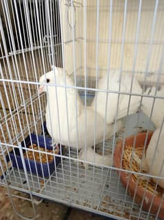 English fantail Jambo size Laka