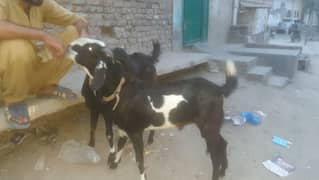 2 adad Barry black white and black pure