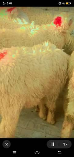 Sheep/Kajla/Mundra/Chatra