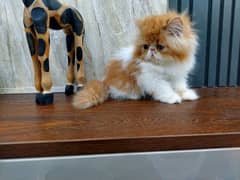 peki/piki