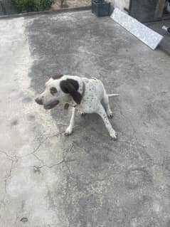 Pure English pointer age 9 months well trained