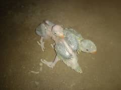 Green Ringneck Parrot Chicks