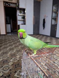 green ringneck adult for sale