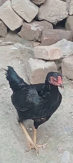 eeg laying Madi /Aseel murgi/Aseel Madi /murgi for sale/hen