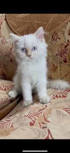 White female kitten