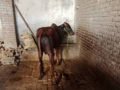 cow qurbani washay