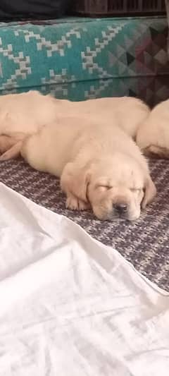 Labrador Retriever puppies available for sale