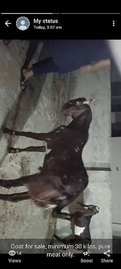 sindhi bakra choka for sale