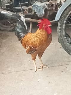 golden color beautiful murha for sale contact on Whatsapp