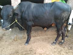Dondy wachay qurbani 2025 03434808486