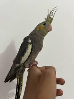 ProperHandtamed Cocktails For sale