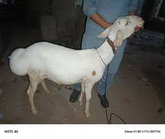 turki dumba