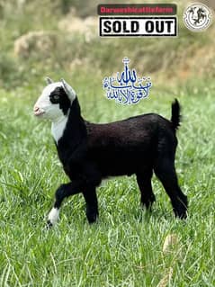 2 Dant Bachri for Qurbani 2025