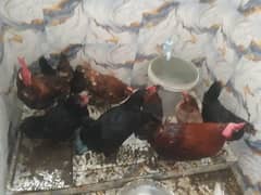 7 female 2 male full healthy