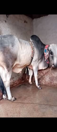 Qurbani package 2 Bells active and healthy