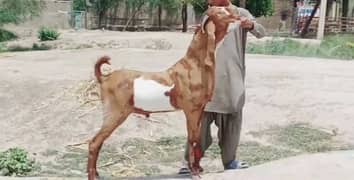desi Bakra for sale