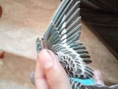 Budgies patthe