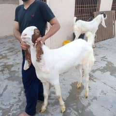 gulabi Bakra for sale 03282741035