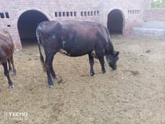 gaye qurbani ke liye