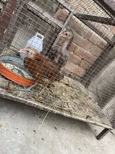 Desi aseel chicks