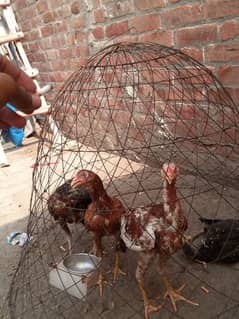 Pathy pathiyan cheap price